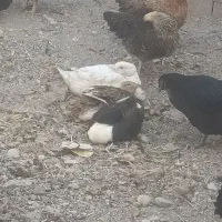 مرغ و خروس و اردک|حیوانات مزرعه|ماهدشت, |دیوار