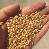 گندم بذری سارنگ|خدمات باغبانی و درختکاری|حمیدیه, |دیوار