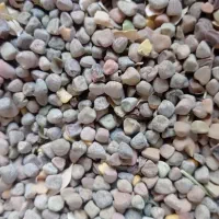 هلر درجه یک ارگانیک|عمده‌فروشی|آباده, |دیوار