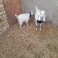 بز جوان آبستن با کره|حیوانات مزرعه|رفسنجان, |دیوار