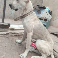 گوشی و سگ پژدر سراب نگهبان|موبایل|بوئین زهرا, |دیوار