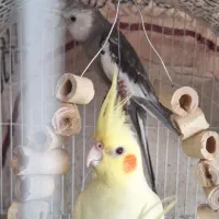 عروس هلندی