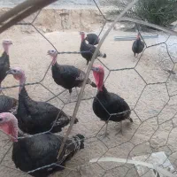 بوقلمون|حیوانات مزرعه|چغادک, |دیوار