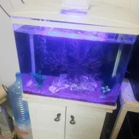 اکواریوم شیشه خم ماهیران همراه بامیز|ماهی|اصفهان, عطار نیشابوری|دیوار