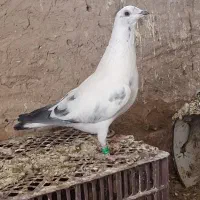 کفتر|پرنده|قهستان, |دیوار