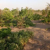 فروش باغ|فروش خانه و ویلا|لالجین, |دیوار