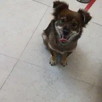 سگ پا کوتاه