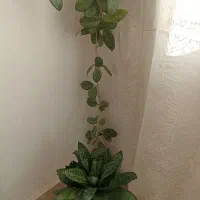 گل سانسوریا و هویا