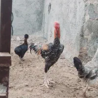 خروس و مرغ لاری افغان