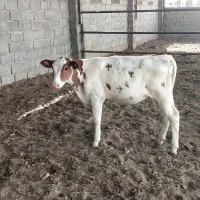 گوساله ماده