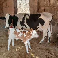 گاو وگوساله