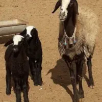 گوسفند ۲وقلـوزا و بره ژن دار