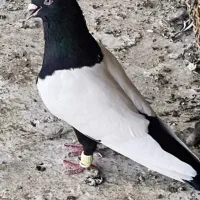 کبوتر سینه ای  متن رو بخون