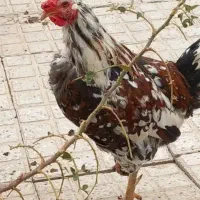 مرغ|حیوانات مزرعه|برخوار, |دیوار