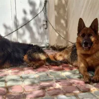 مرغ خروس برهما وسگ ژرمن|حیوانات مزرعه|شیراز, باغشهر قصر سبز|دیوار