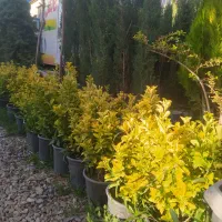 باغبان. طراح فضای سبز و نگهداری.هرس.کل کرج