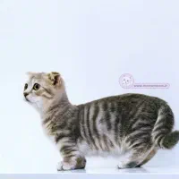 گربه نژاد مانچیکین یا گربه سوسیسی