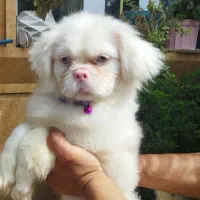 سگ کوچولو عروسکی پیکینز امپریال نر