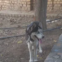 هاسکی نر 1 ساله
