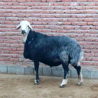 گوسفند نر و ماده|حیوانات مزرعه|اردبیل, |دیوار