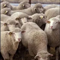 عرضه گوسفندبرای قربانی وذبح با وزن دلخواه