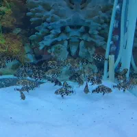 جوجه ماهی اسکار دوبندی