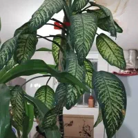 فروش گل خیلی بزرگ