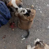 تعدادی حیوان خوشگل دنبال صاحب میگردن|فعالیت داوطلبانه|سبزوار, ایزی شهر|دیوار