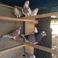 کفتر پرشی کبوتر قناری سهره