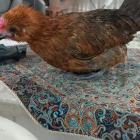 مرغ مینیاتوری|حیوانات مزرعه|گرگان, |دیوار