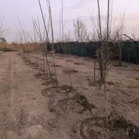 باغچه-در-نظام-آباد-کاشانک-اسلامشهر
