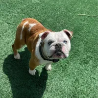 انگلیش بولداگ Bull dog