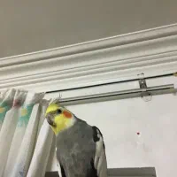 عروس هلندی گم شده