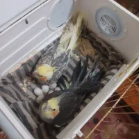 یک جفت عروس هلندی