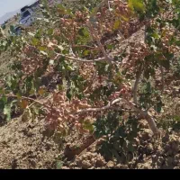 باغ-وباغچه-واقع-در-مامونیه-جاده-خشکرود-چاه-کدخدا