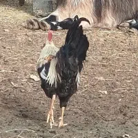 خروس جوان|حیوانات مزرعه|گتوند, |دیوار