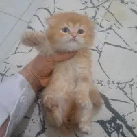 طوله گربه|گربه|آبادان, |دیوار