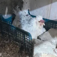 مرغ گلین کرچ با ۱۲عدد تخم معاوضه هم دارم