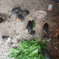 جوجه بوقلمون