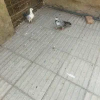 کبوتر