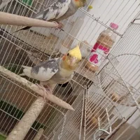 عروس هلندی سخنگو