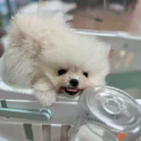 سگ فروش پامر A++ خرسی عروسکی زیر نظر دامپزشکی مجرب|سگ|اصفهان, جلفا|دیوار