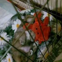 توله سگ دو ماهه میکس افغان|سگ|چهارباغ, |دیوار