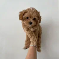 مالتیز عروسکی|سگ|سنندج, |دیوار