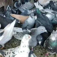 دسه پلاکی همه رنگ گلی و بزک و سبز و کوهی و سیاه|پرنده|شیراز, شهرک مدرس|دیوار