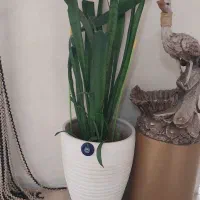 گل بنجمی|گل و گیاه طبیعی|رباط‌کریم, رباط‌کریم|دیوار