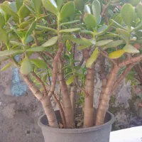 گل  یشم|گل و گیاه طبیعی|رشت, جهاد|دیوار