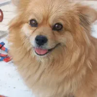 سگ پامر اصیل جهت معاوضه با هاسکی یا ژرمن