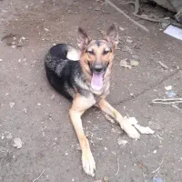 سگ ژرمن
