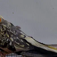 عروس هلندی ابلق|پرنده|آباده, |دیوار